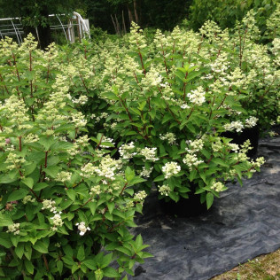 Nursery Views | Sylvan Nursery, Inc.