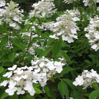 Nursery Views | Sylvan Nursery, Inc.